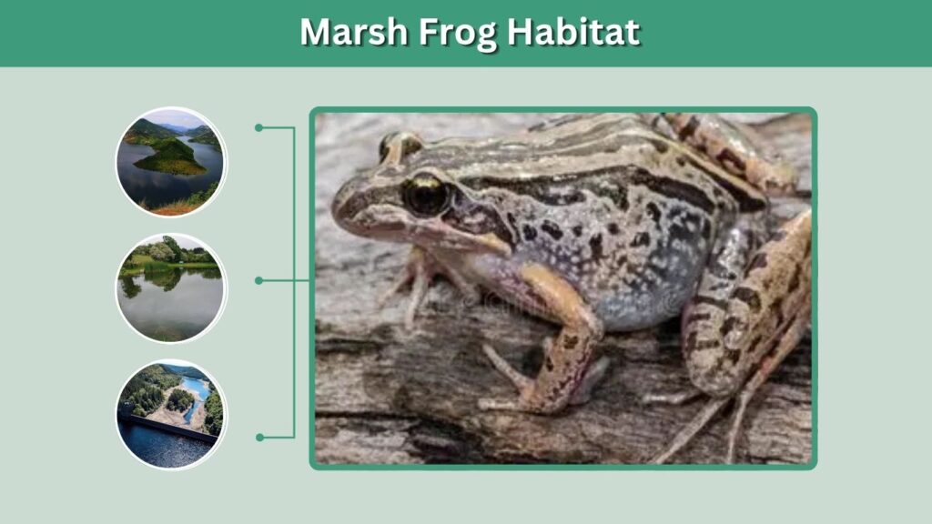 Marsh Frog Habitat