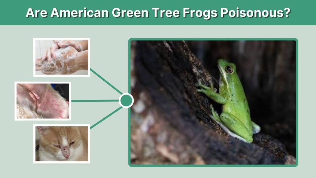 Are American Green Tree Frogs Poisonous?