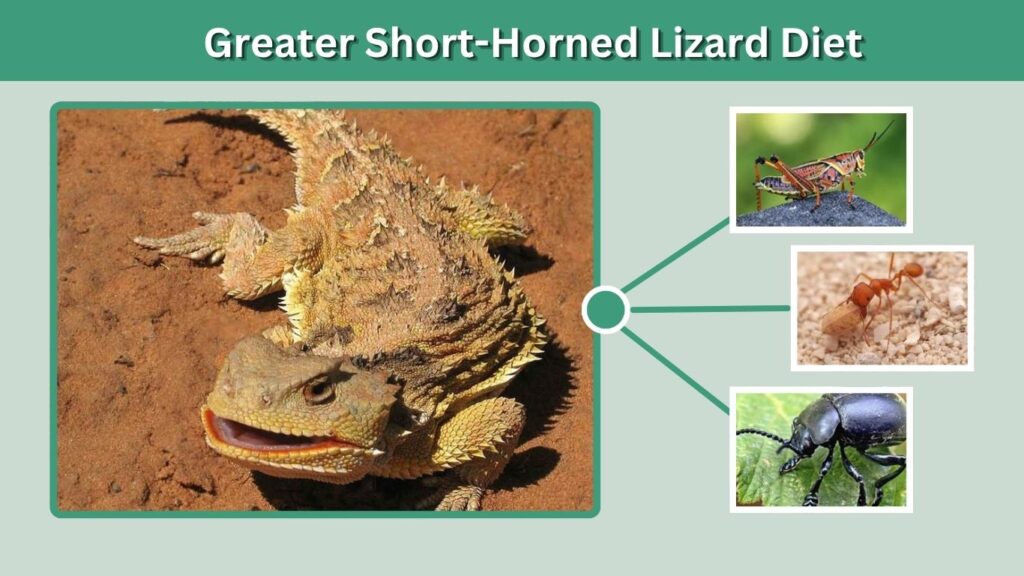 Greater Short-Horned Lizard Diet