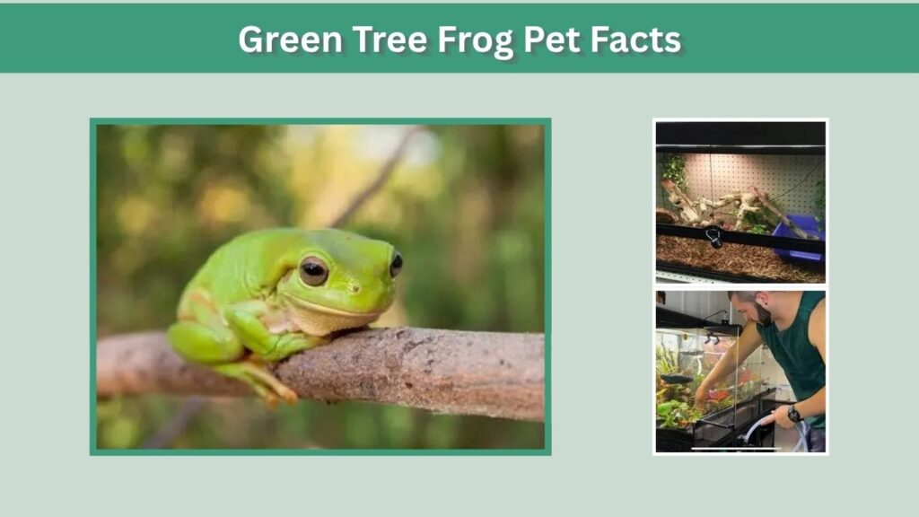 Green Tree Frog Pet Facts