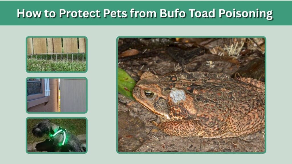 How to Protect Pets from Bufo Toad Poisoning