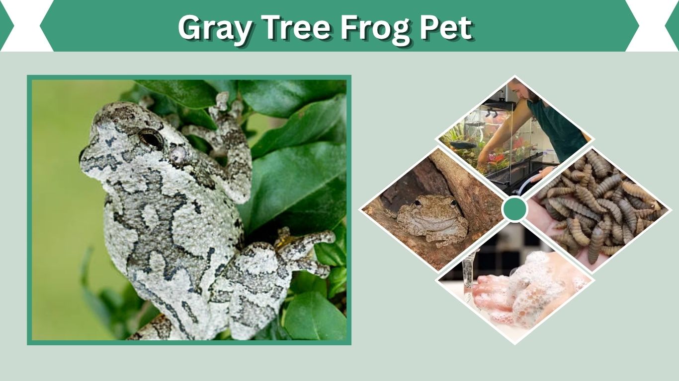 Gray Tree Frog Pet: Complete Care Guide