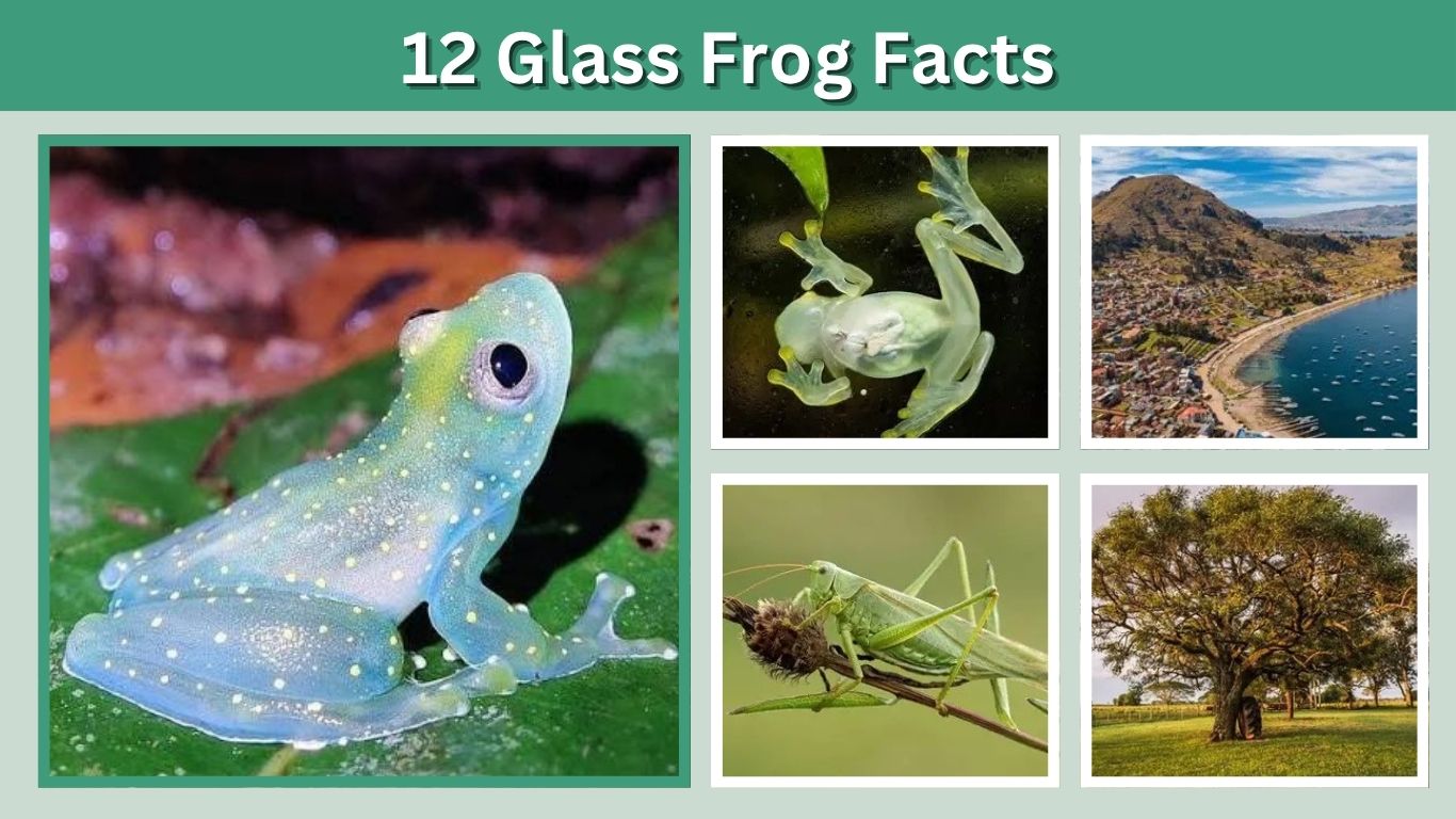 12 Glass Frog Facts: Amazing Secrets of a See-Through Frog