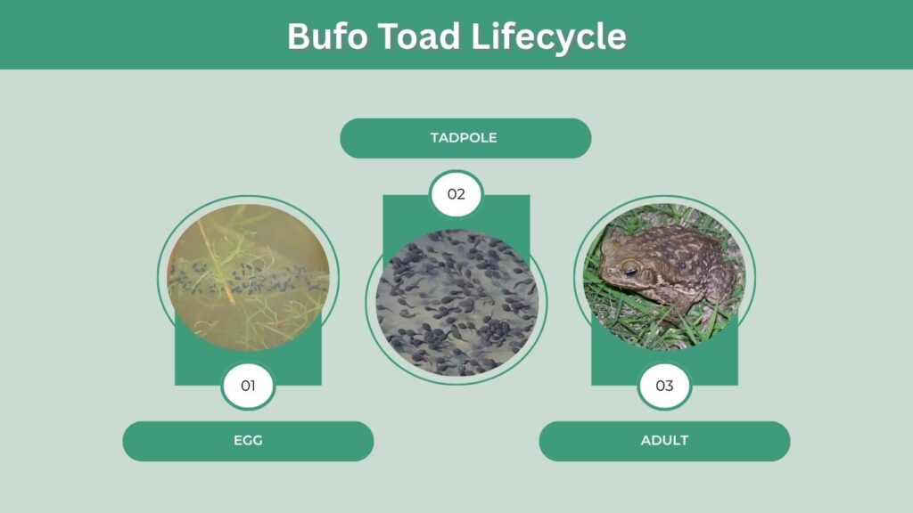 Bufo Toad Lifecycle