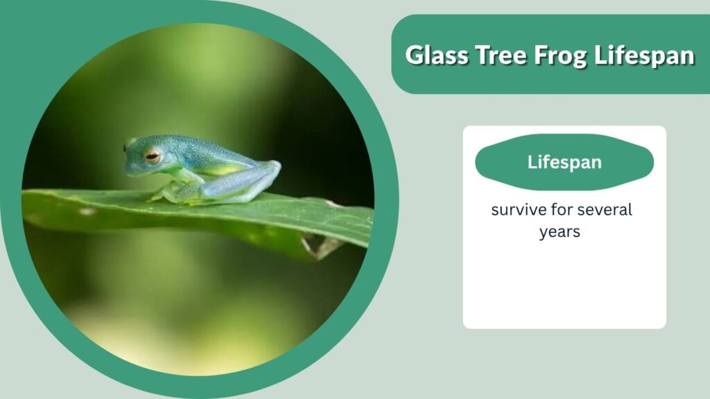 Glass Tree Frog Lifespan