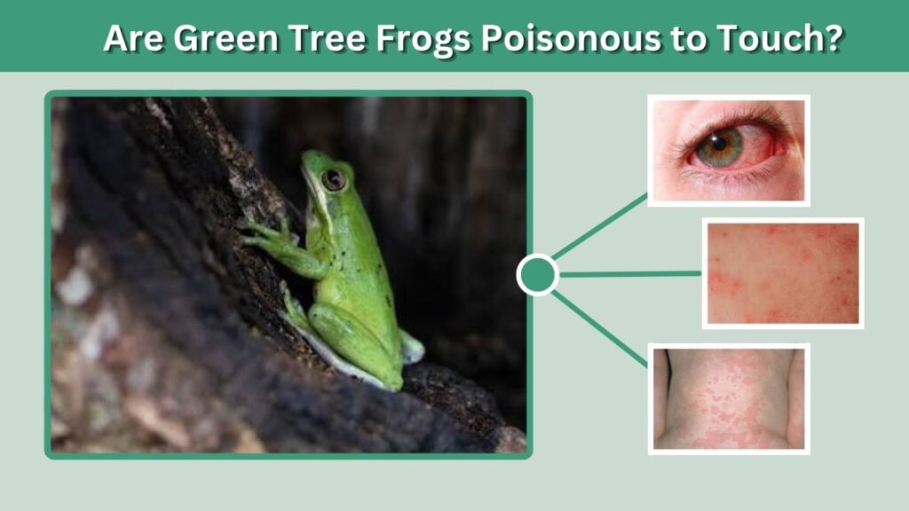 Are Green Tree Frogs Poisonous to Touch?