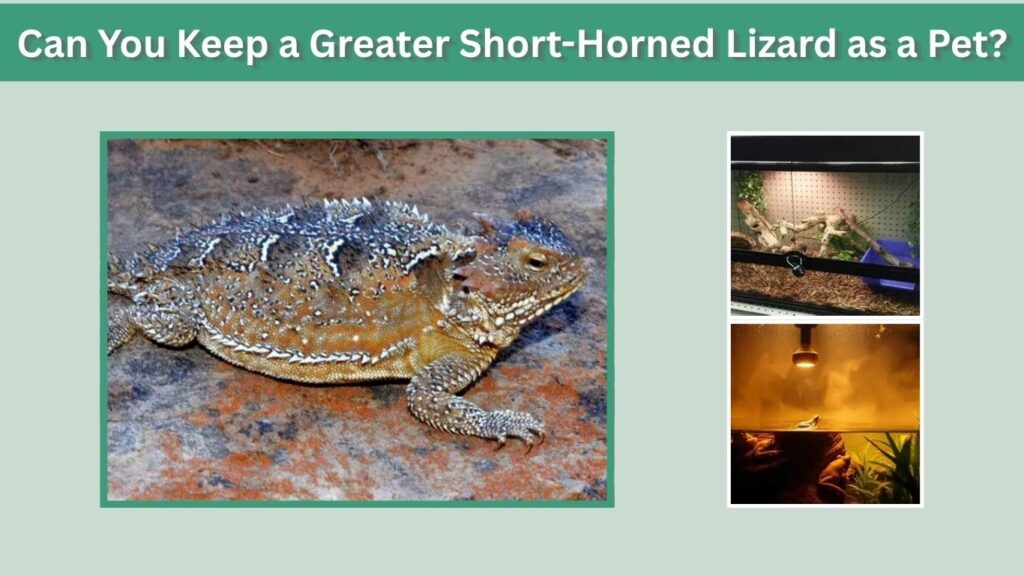 Can You Keep a Greater Short-Horned Lizard as a Pet?