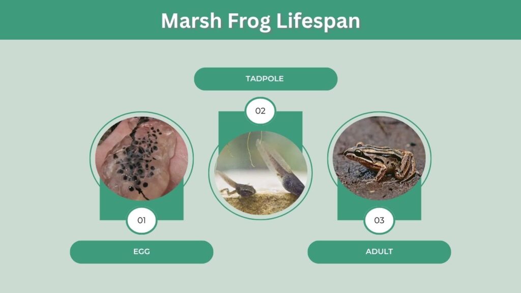 Marsh Frog Lifespan