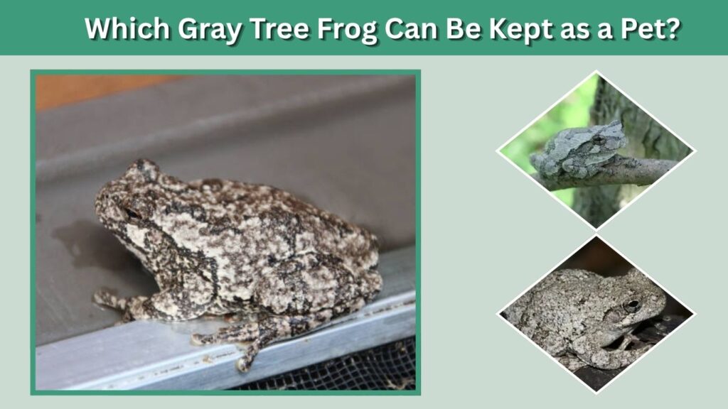 Which Gray Tree Frog Can Be Kept as a Pet?