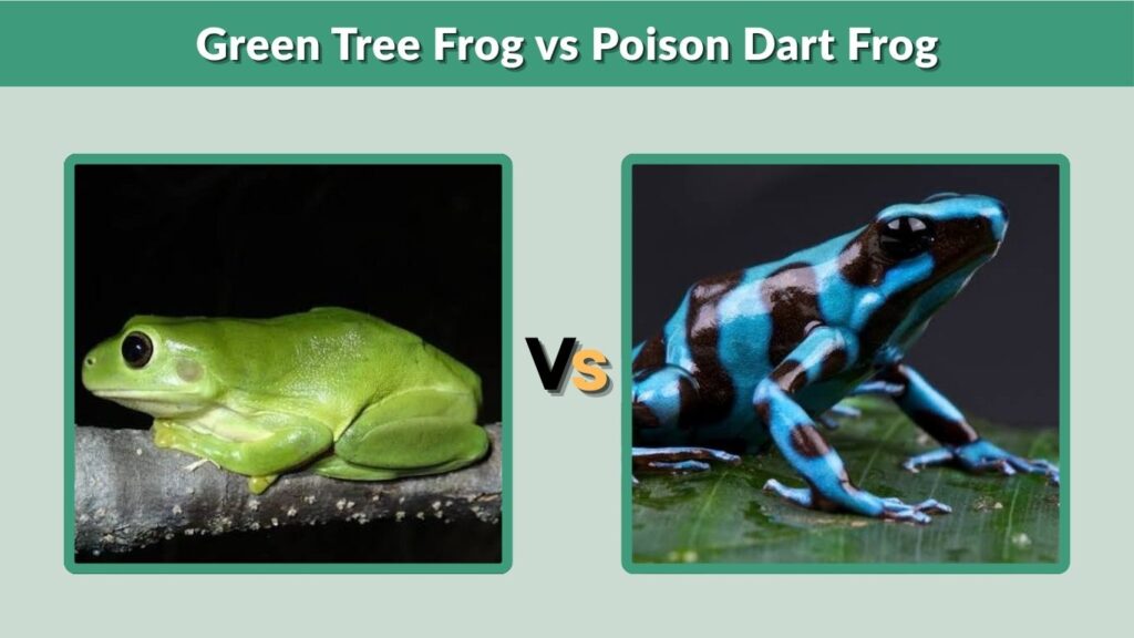 Green Tree Frog vs Poison Dart Frog