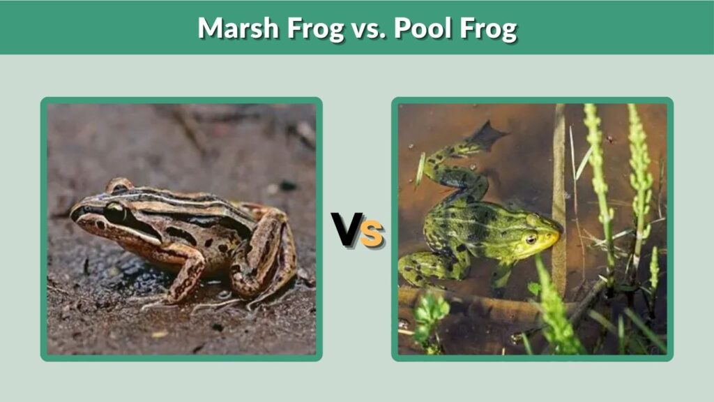Marsh Frog vs. Pool Frog