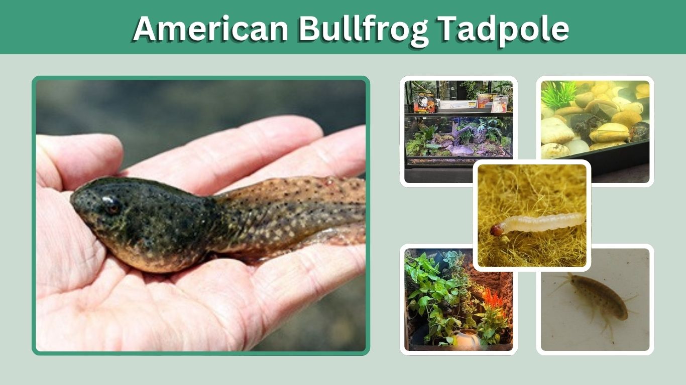American Bullfrog Tadpole: Diet, Size, Stages and Care