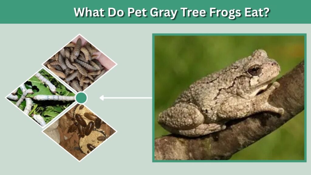 What Do Pet Gray Tree Frogs Eat?