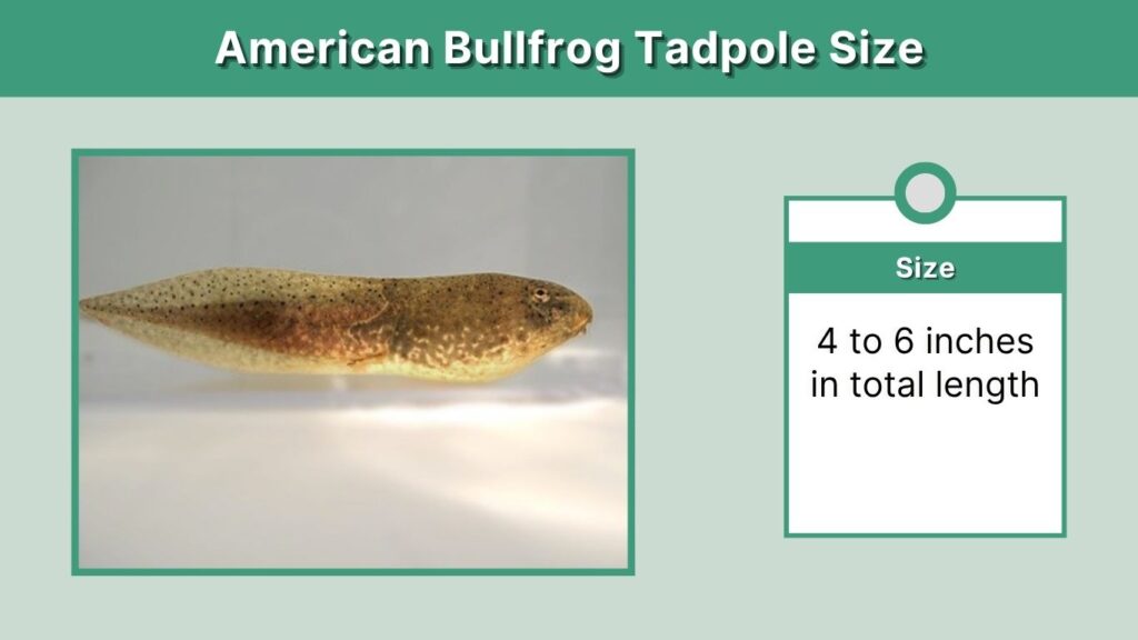 American Bullfrog Tadpole Size