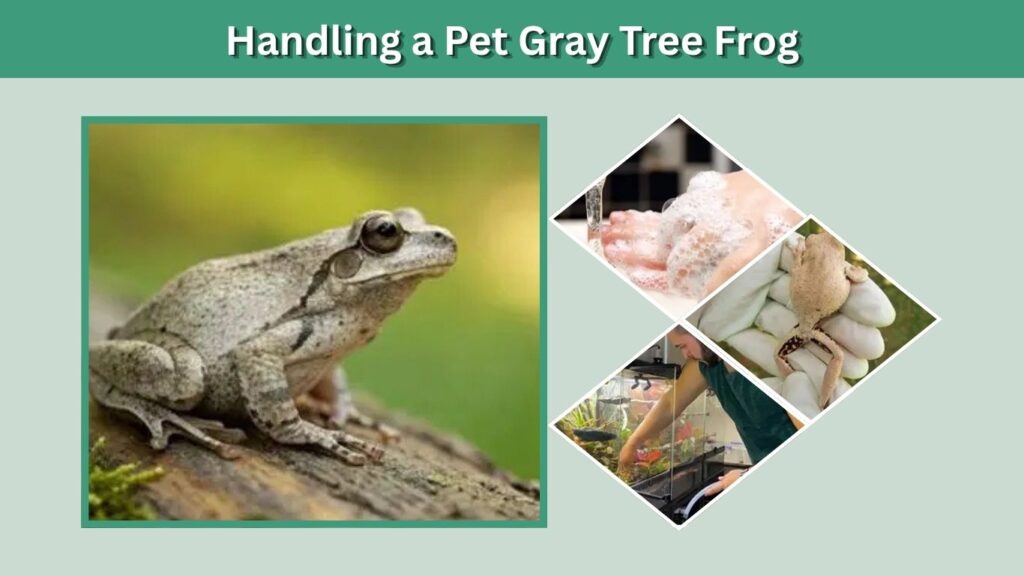 Handling a Pet Gray Tree Frog