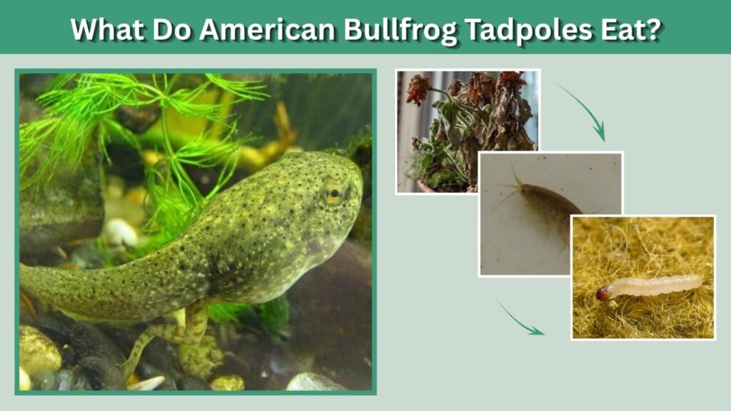 What Do American Bullfrog Tadpoles Eat?