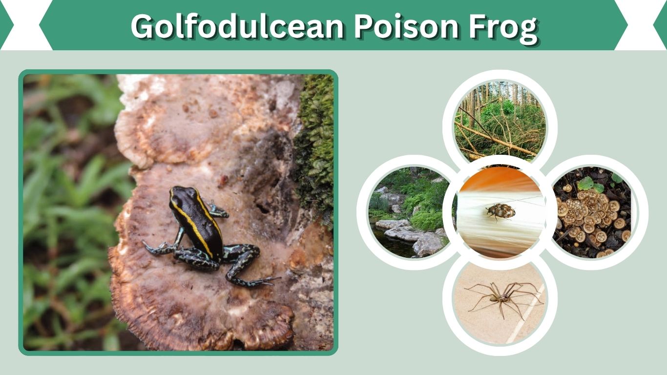 Golfodulcean Poison Frog: Habitat, Diet, Toxin and Facts