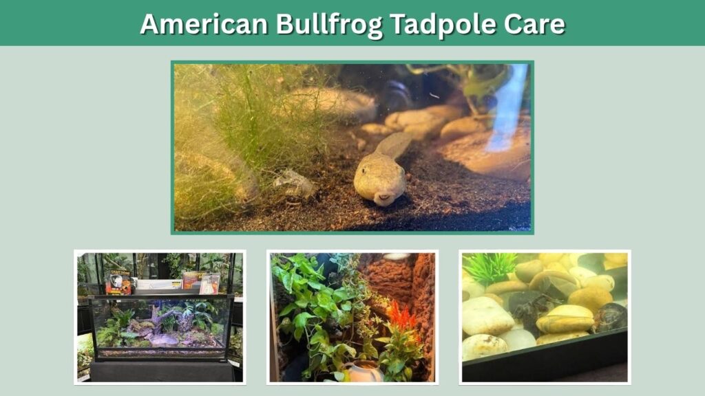 American Bullfrog Tadpole Care