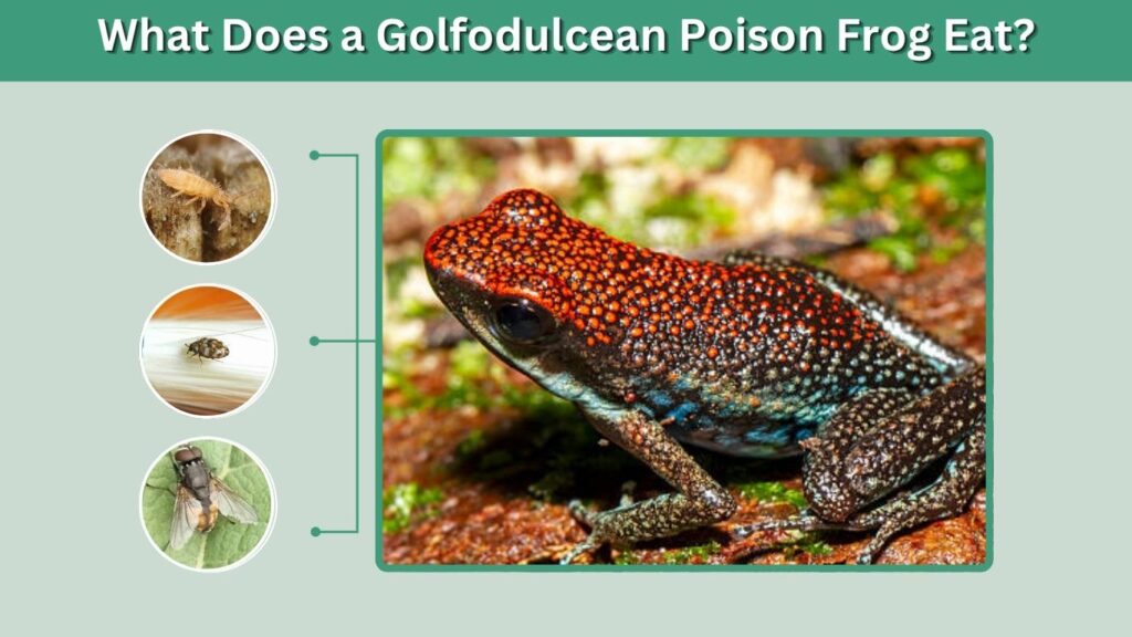 What Does a Golfodulcean Poison Frog Eat?