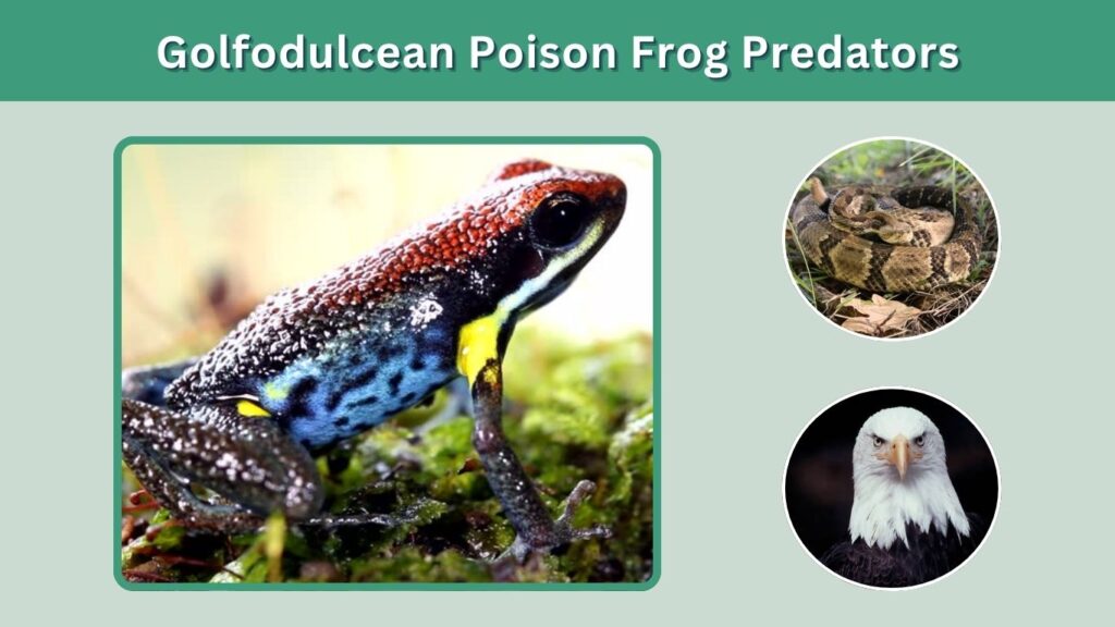Golfodulcean Poison Frog Predators