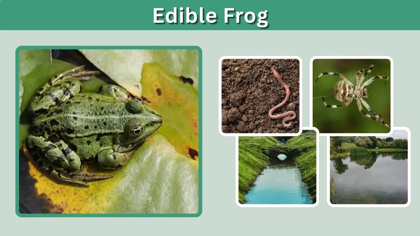 Edible Frog: Identification, Habitat, Diet, and Life Cycle