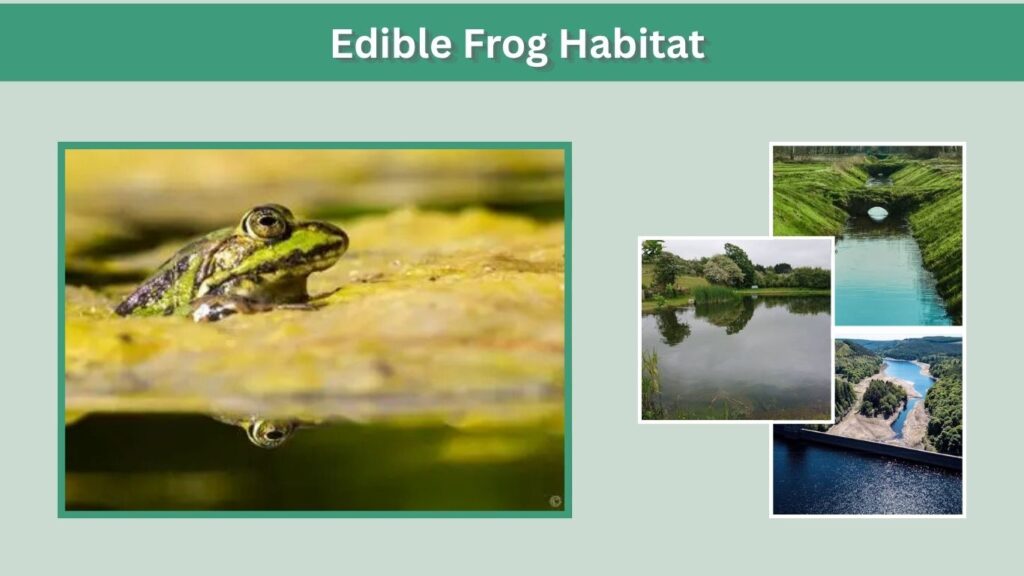 Edible Frog Habitat