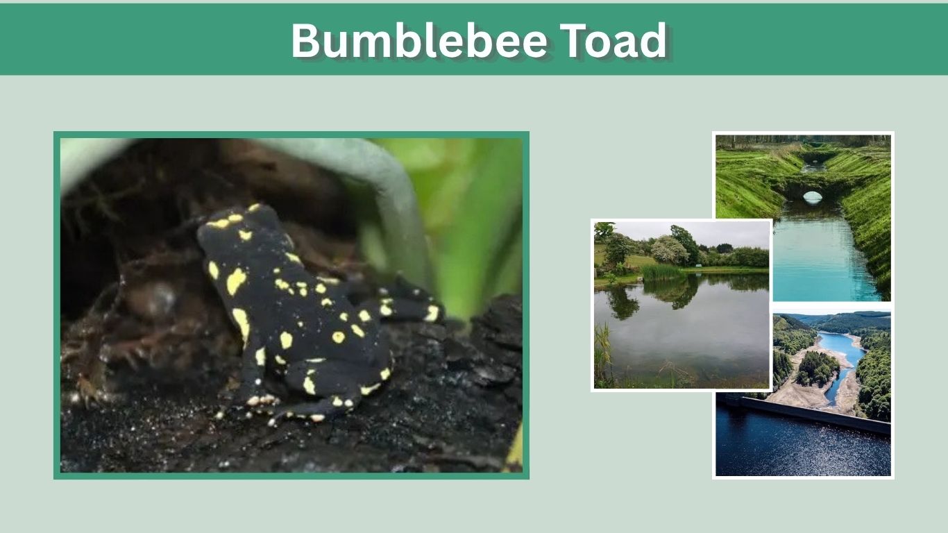 Bumblebee Toad: Care, Size, Habitat, Diet and Facts
