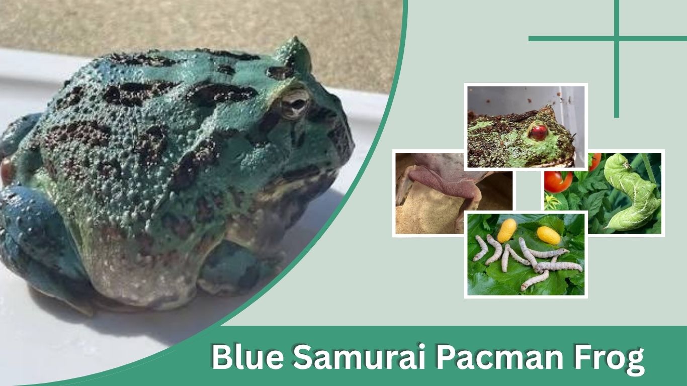 Blue Samurai Pacman Frog: Care, Diet, Size and Facts