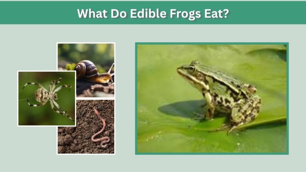 What Do Edible Frogs Eat?