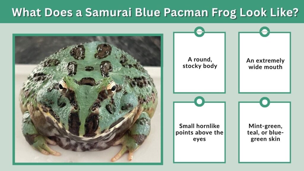 What Does a Samurai Blue Pacman Frog Look Like?