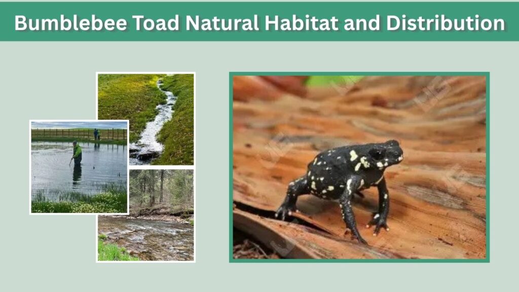 Bumblebee Toad Natural Habitat and Distribution