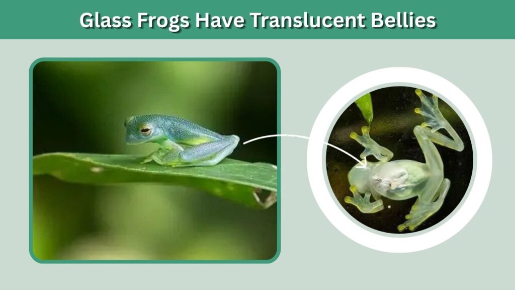 Glass Frogs Have Translucent Bellies