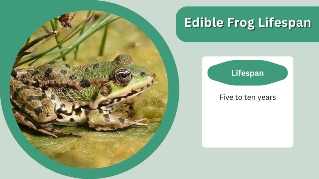 Edible Frog Lifespan