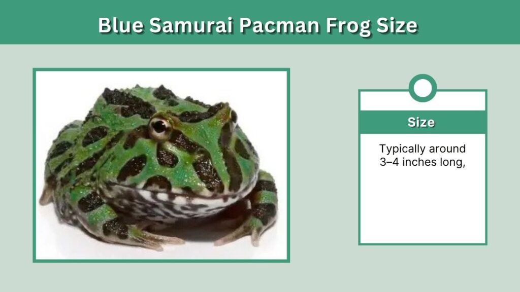 Blue Samurai Pacman Frog Size and Lifespan
