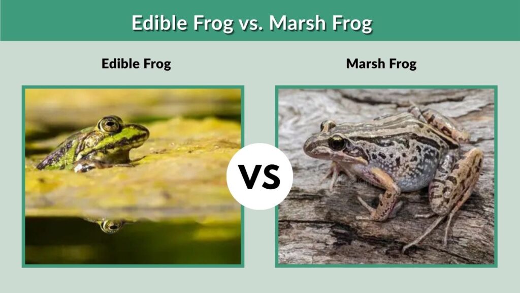 Edible Frog vs. Marsh Frog