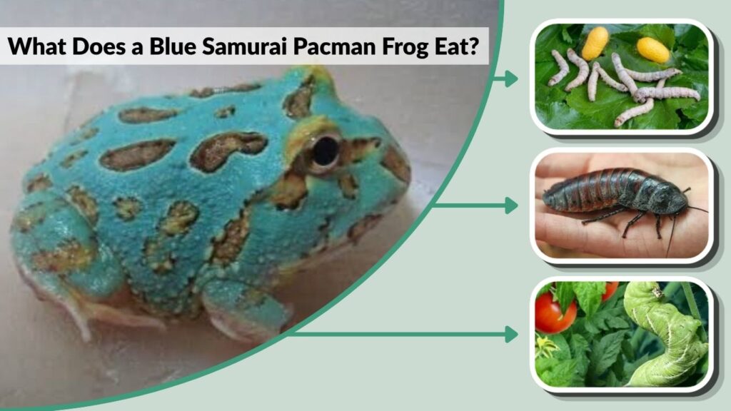 What Does a Blue Samurai Pacman Frog Eat?