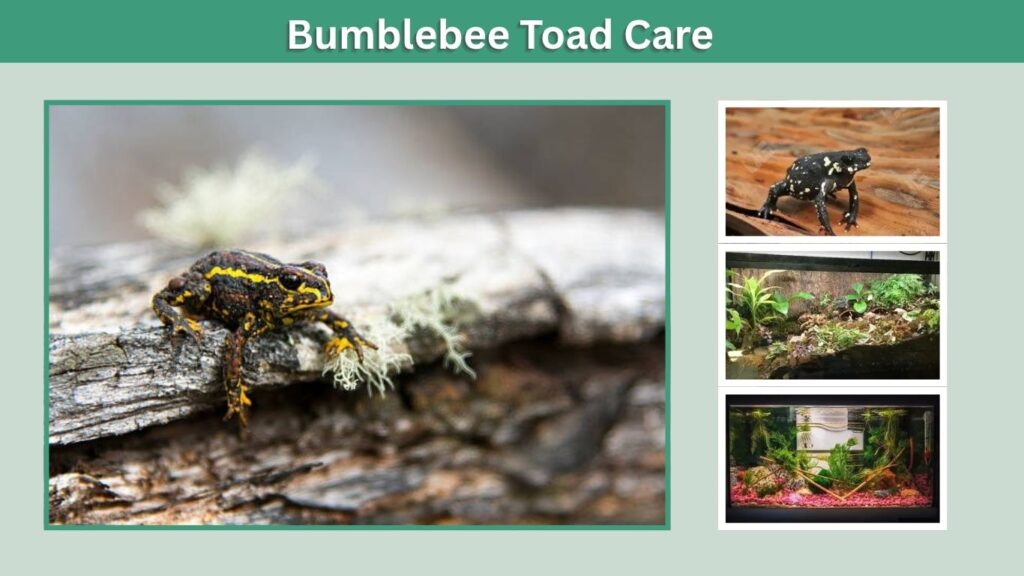 Bumblebee Toad Care