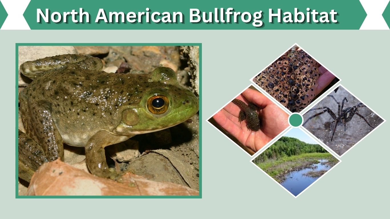 North American Bullfrog Habitat: Where Do They Live?