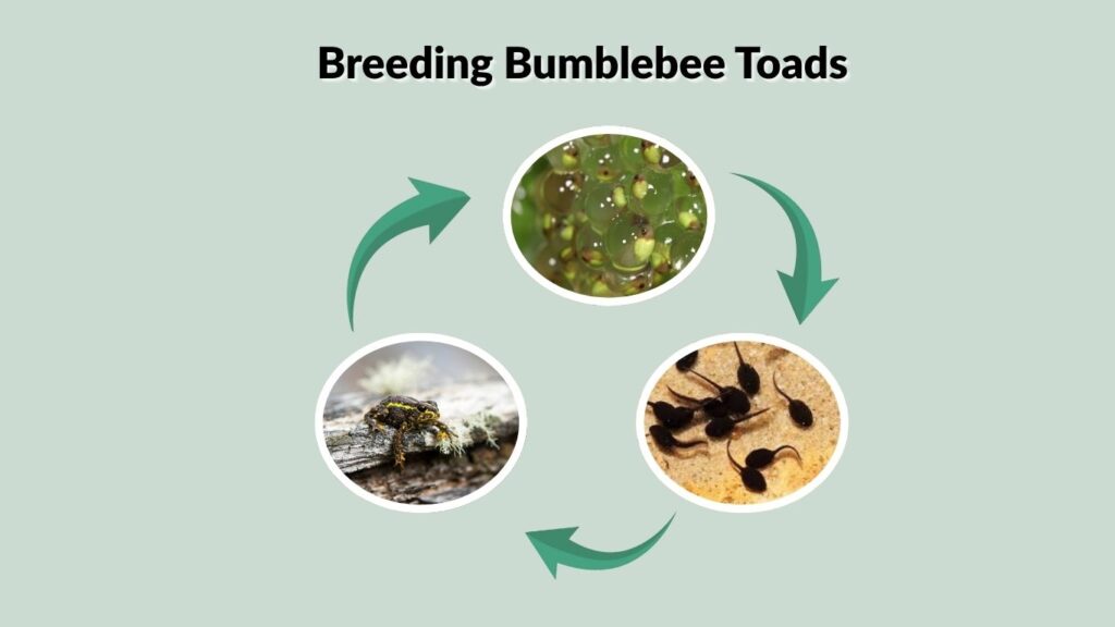 Breeding Bumblebee Toads