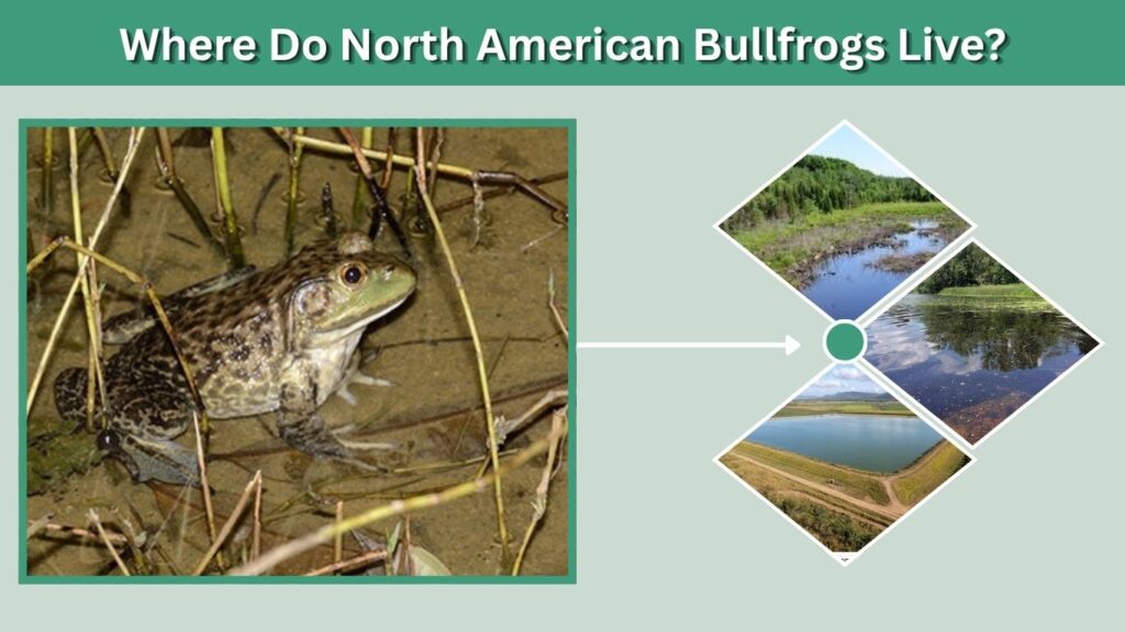 Where Do North American Bullfrogs Live?