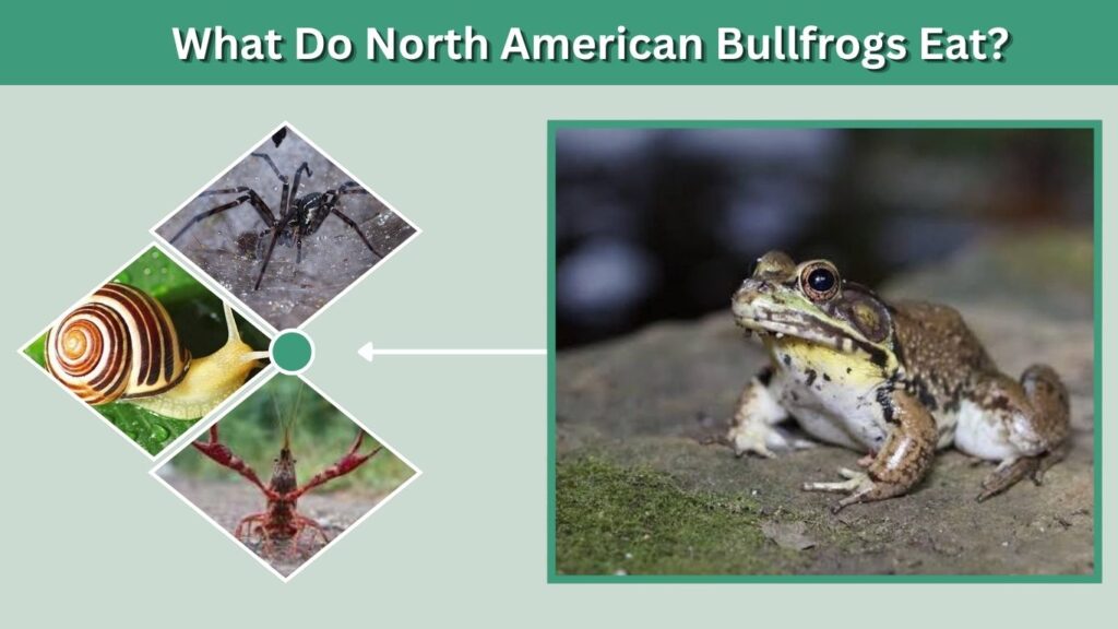 What Do North American Bullfrogs Eat?