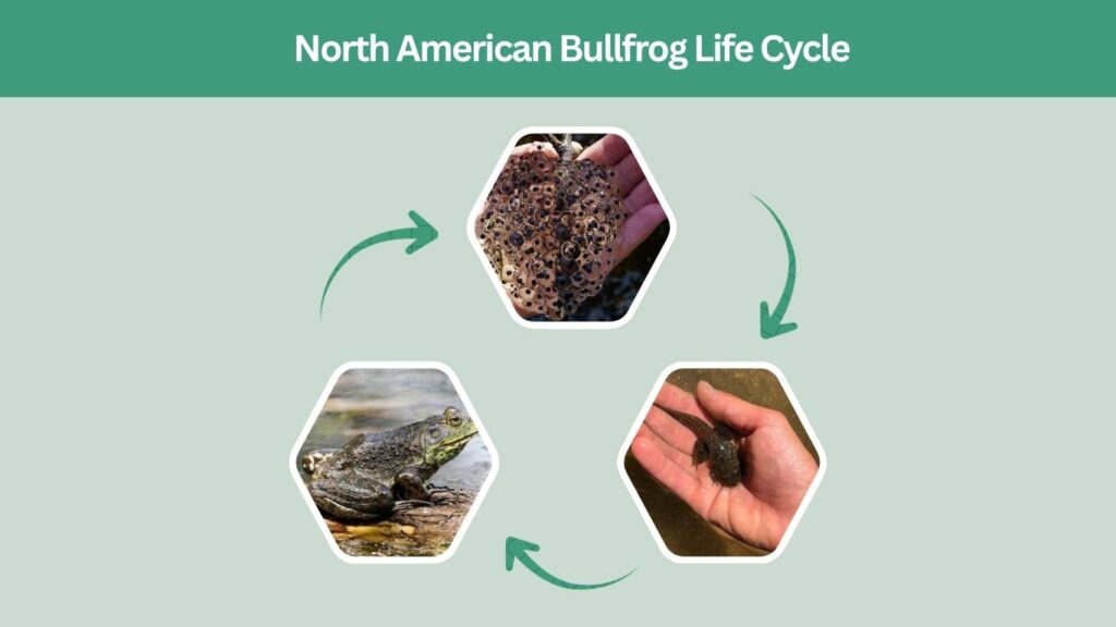 North American Bullfrog Life Cycle