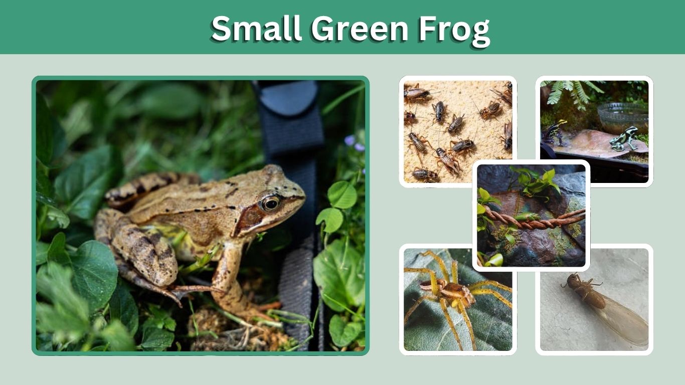 Small Green Frog: Species, Identification, Diet & Safety