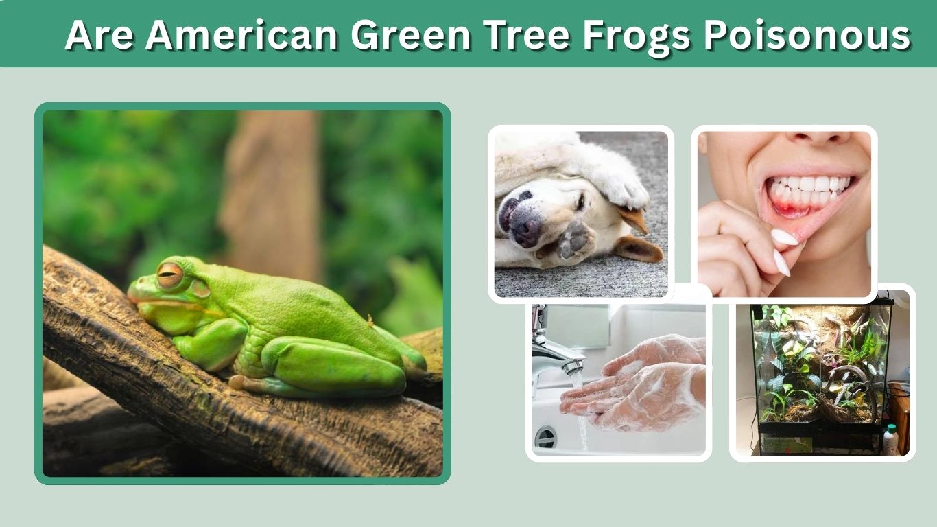 Are American Green Tree Frogs Poisonous to Humans or Pets?