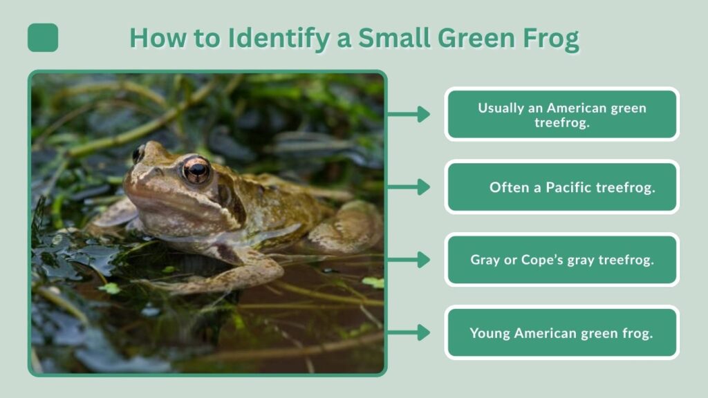 How to Identify a Small Green Frog