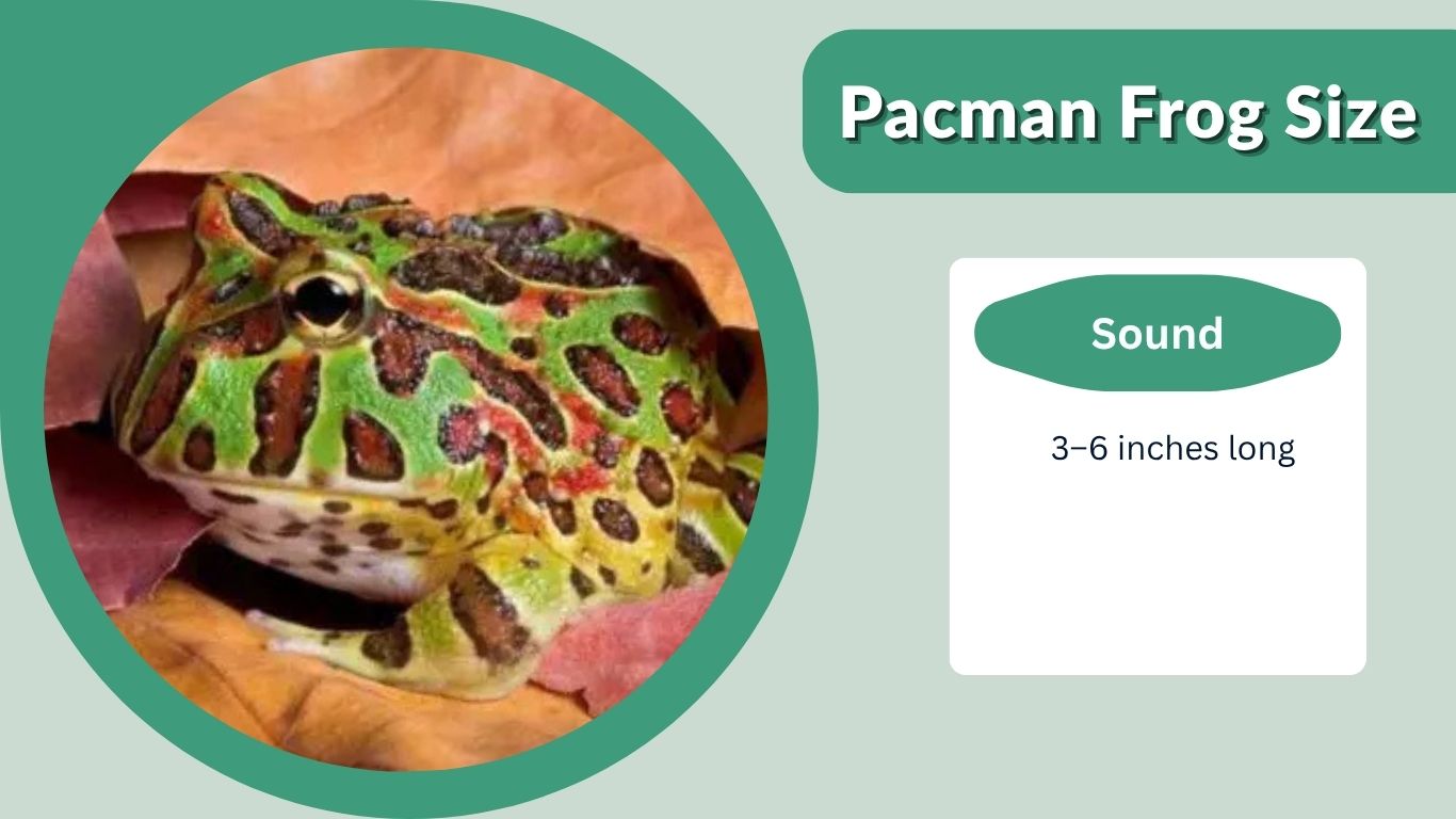Pacman Frog Size: Growth Chart and Tank Size Guide