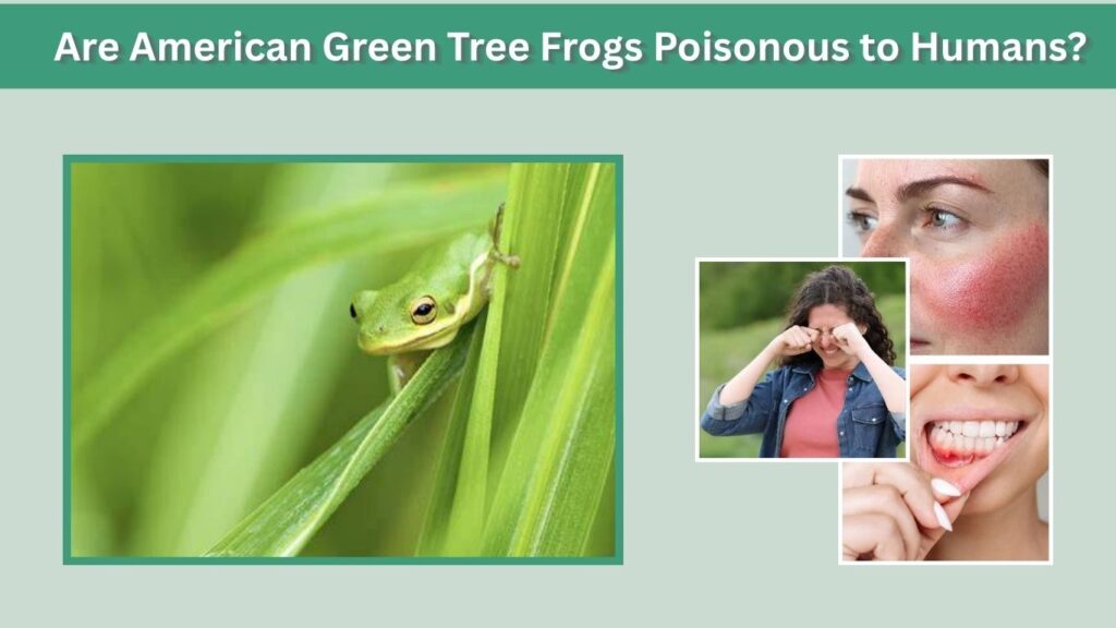 Are American Green Tree Frogs Poisonous to Humans?