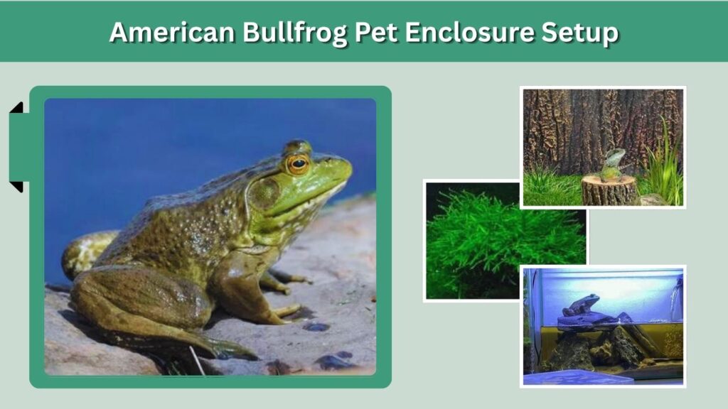 American Bullfrog Pet Enclosure Setup