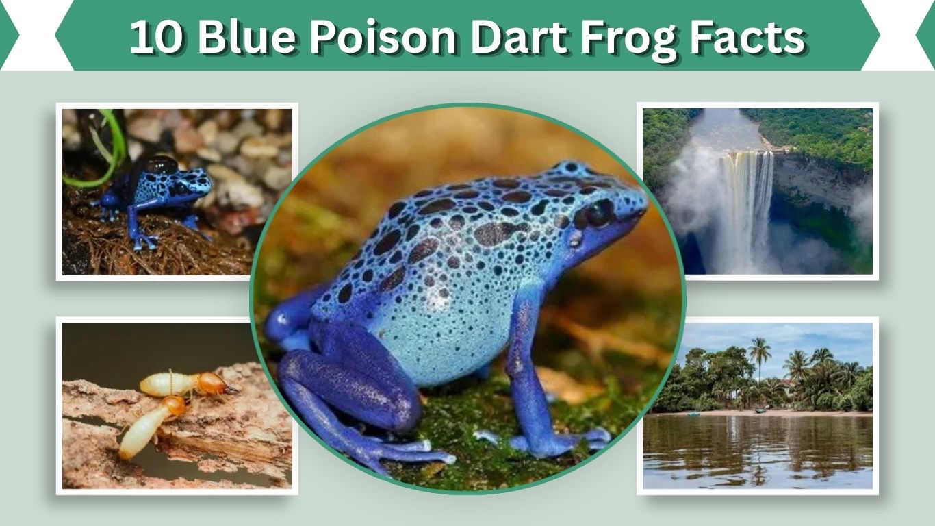 10 Blue Poison Dart Frog Facts You Should Know