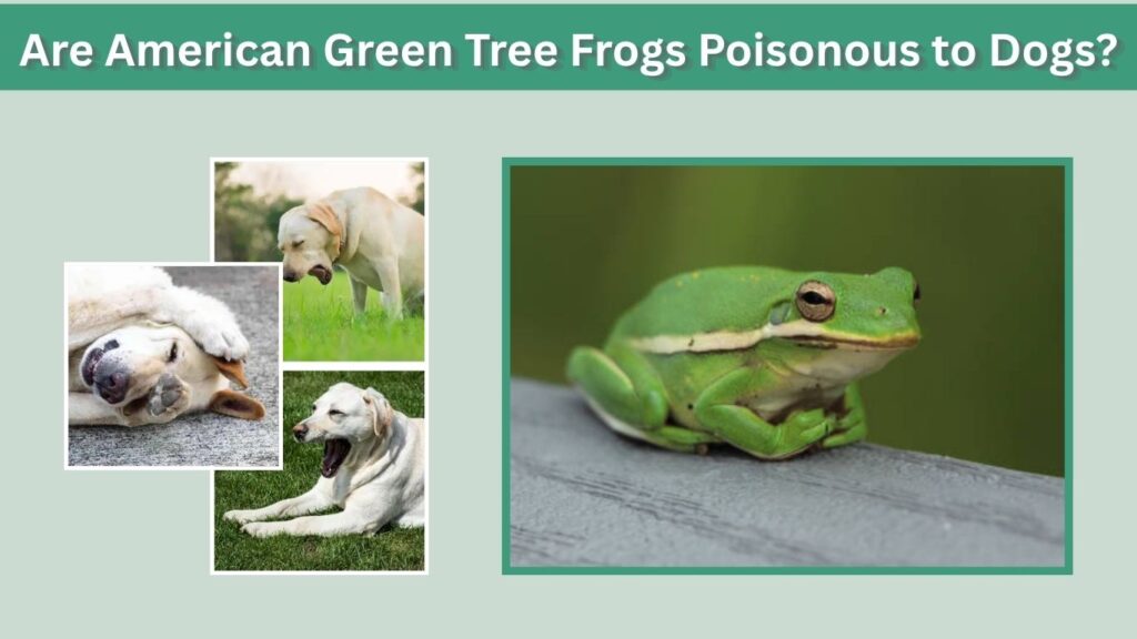 Are American Green Tree Frogs Poisonous to Dogs?